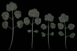 Cardamine unguiculus. Rosette leaves lacking prominent veins.
 Image: P.B. Heenan © Landcare Research 2019 CC BY 3.0 NZ